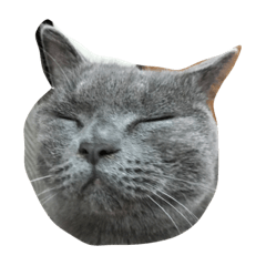 [LINEスタンプ] Britishshorthair salan