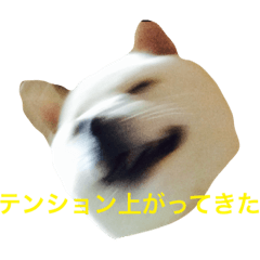 [LINEスタンプ] 表情豊かな白柴