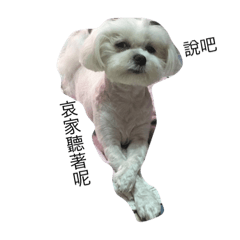 [LINEスタンプ] Maltese-Minnie Lu
