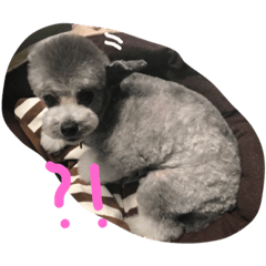 [LINEスタンプ] 大好きなお犬達