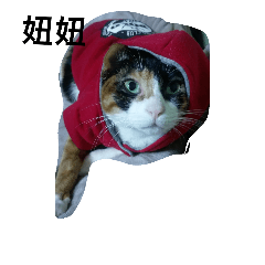 [LINEスタンプ] v＆cat