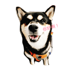 [LINEスタンプ] 柴犬メメちゃん