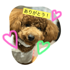[LINEスタンプ] トイプードルうめちゃんの挨拶