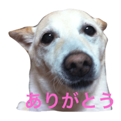 [LINEスタンプ] ラブラドールと柴犬のミックス犬の画像（メイン）