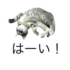 [LINEスタンプ] こさび