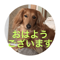 [LINEスタンプ] Miniature Dachshund family