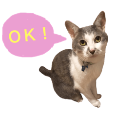 [LINEスタンプ] 猫が7匹とダックスフンド