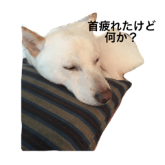 [LINEスタンプ] 犬(ぎんちゃん)のひとり言