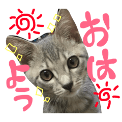 [LINEスタンプ] めろん日常スタンプ