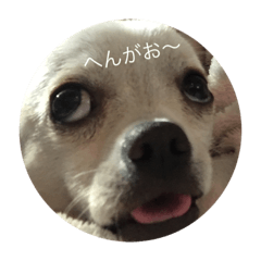 [LINEスタンプ] ぼく犬です。