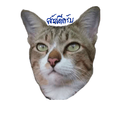 [LINEスタンプ] love me love my cats