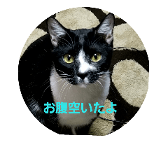 [LINEスタンプ] 可愛猫ちゃん達3