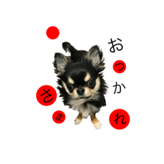 [LINEスタンプ] 黒チワワのこてつくん