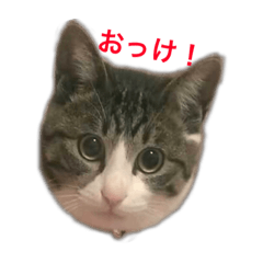 [LINEスタンプ] びびすたんぷ