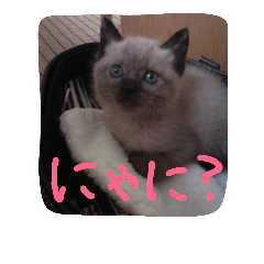 [LINEスタンプ] 若い うちのみーにゃん