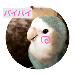 [LINEスタンプ] コザクラインコたち