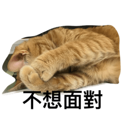 [LINEスタンプ] catcatlife