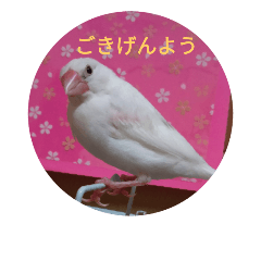 [LINEスタンプ] Sakura Java Pi