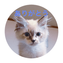 [LINEスタンプ] うちの猫あおちゃん