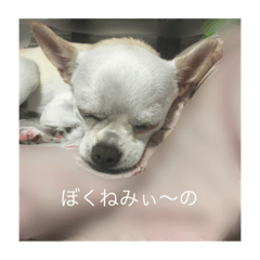 [LINEスタンプ] ぼく犬です。2