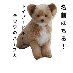 [LINEスタンプ] 愛犬ちるの1日