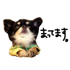 [LINEスタンプ] Chihuahua Ah-kunの画像（メイン）