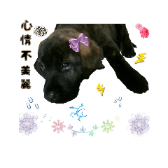 [LINEスタンプ] Dogs everyday life bit by bit