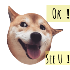 [LINEスタンプ] shibainu Cookie's life 2