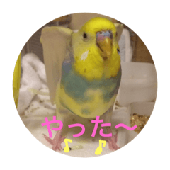 [LINEスタンプ] インコのハルくん3