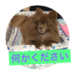 [LINEスタンプ] coco＆palu