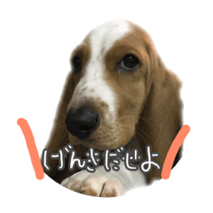 [LINEスタンプ] バセットハウンドレオンくんの日常2