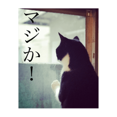 [LINEスタンプ] 猫のおにゅ