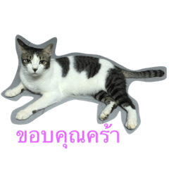 [LINEスタンプ] meow meow ja