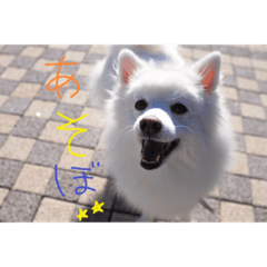 [LINEスタンプ] 白い犬のつぶやき