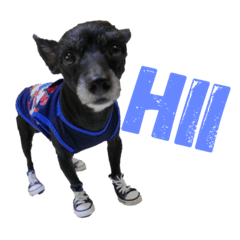 [LINEスタンプ] Hi Choco