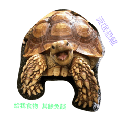[LINEスタンプ] Turtle children's daily life
