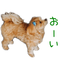 [LINEスタンプ] わんちゃん＆フェレット