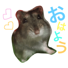 [LINEスタンプ] ジャンガリアンハムスターのおこめたん