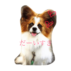 [LINEスタンプ] パピヨン ボビーさん