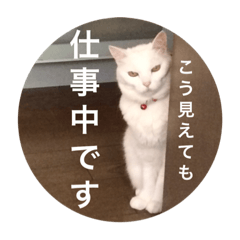 [LINEスタンプ] 白猫みいこ vol.1