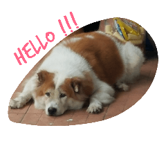 [LINEスタンプ] Bangkeaw dog text