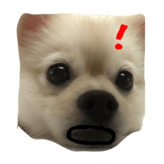 [LINEスタンプ] cuteeee dogggg