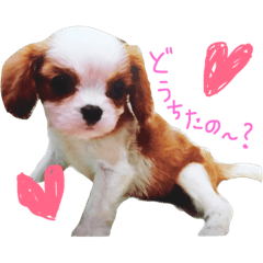[LINEスタンプ] キャバリアのクレア姫