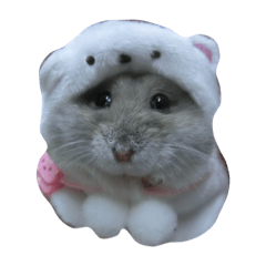 [LINEスタンプ] hamster cheung cheung