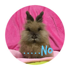 [LINEスタンプ] うちのうさぎさん達