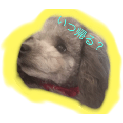 [LINEスタンプ] トイ・プードルスタンプ