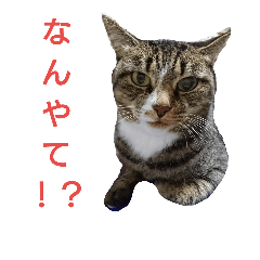 [LINEスタンプ] こてちゃんねこの一日