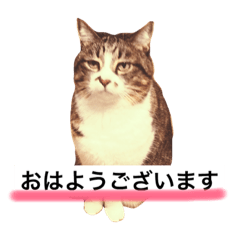 [LINEスタンプ] ネコとのんびり話