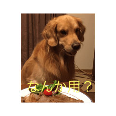[LINEスタンプ] 仲良しゴールデン