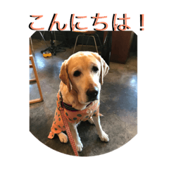 [LINEスタンプ] labrador nico